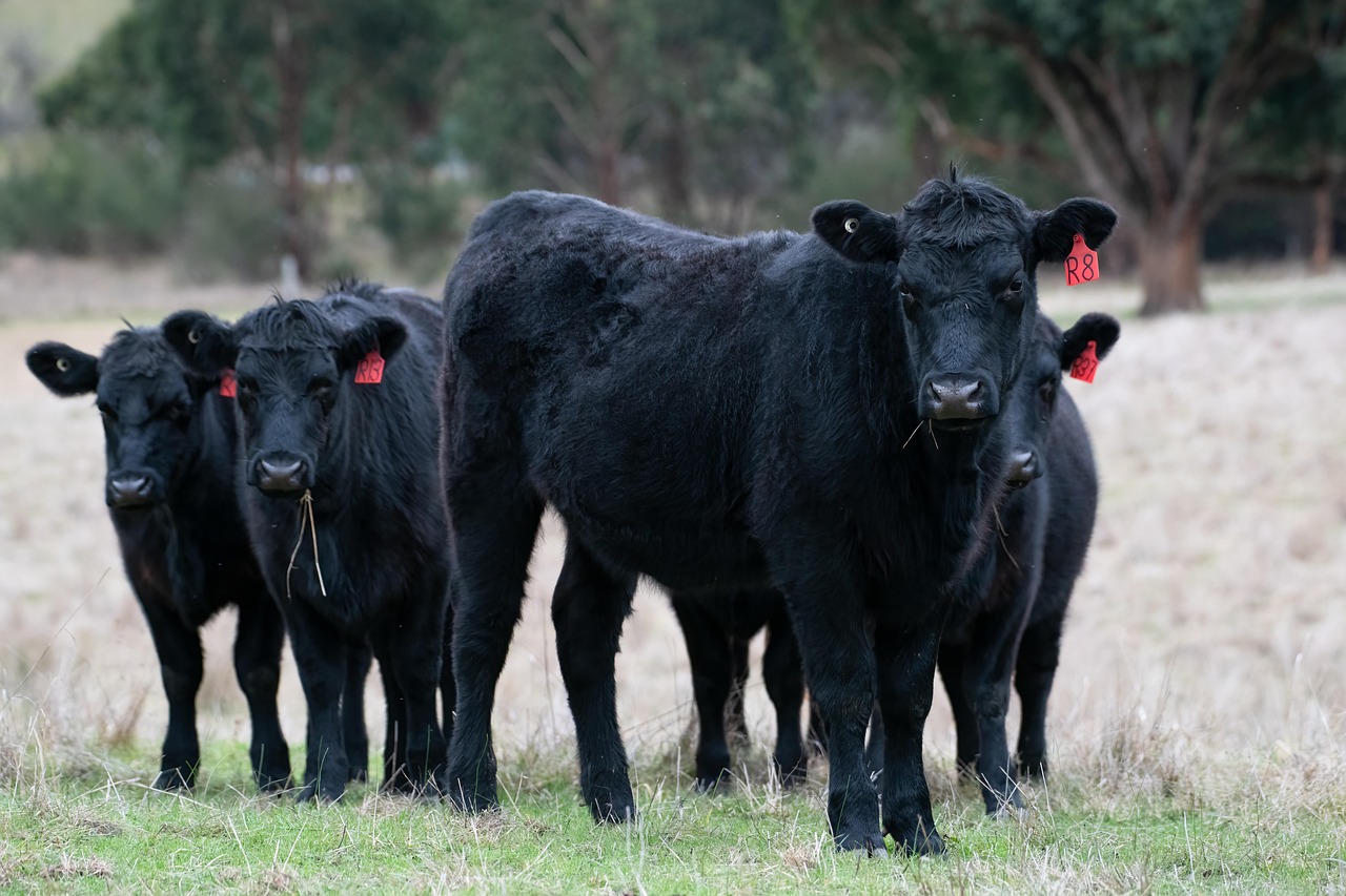 Cattle grazing on an Australian farm