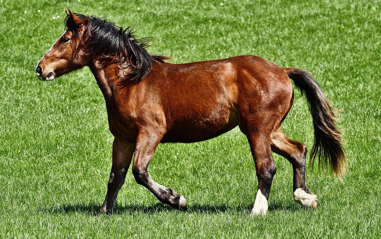 Horse and bloodstock insurance